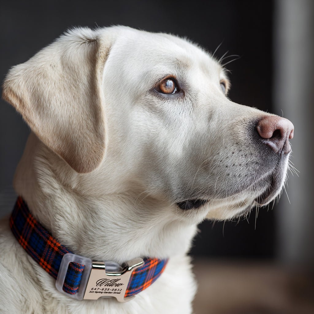 100% Cotton Personalized Dog Collar Silver Metal Engraved Black MacDonald Orange Blue dog wears a collar with silver buckle