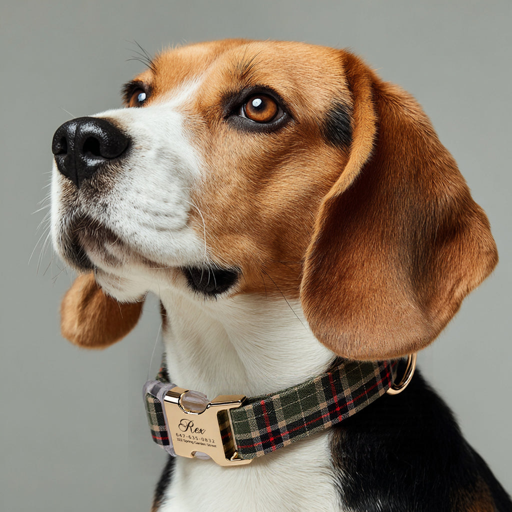 100% Cotton Personalized Dog Collar Black Metal Engraved Black MacPherson Hunting Green dog wears a collar with gold buckle