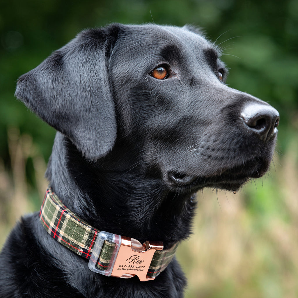 100% Cotton Personalized Dog Collar Black Metal Engraved Black MacPherson Hunting Green dog wears a collar with rose gold buckle