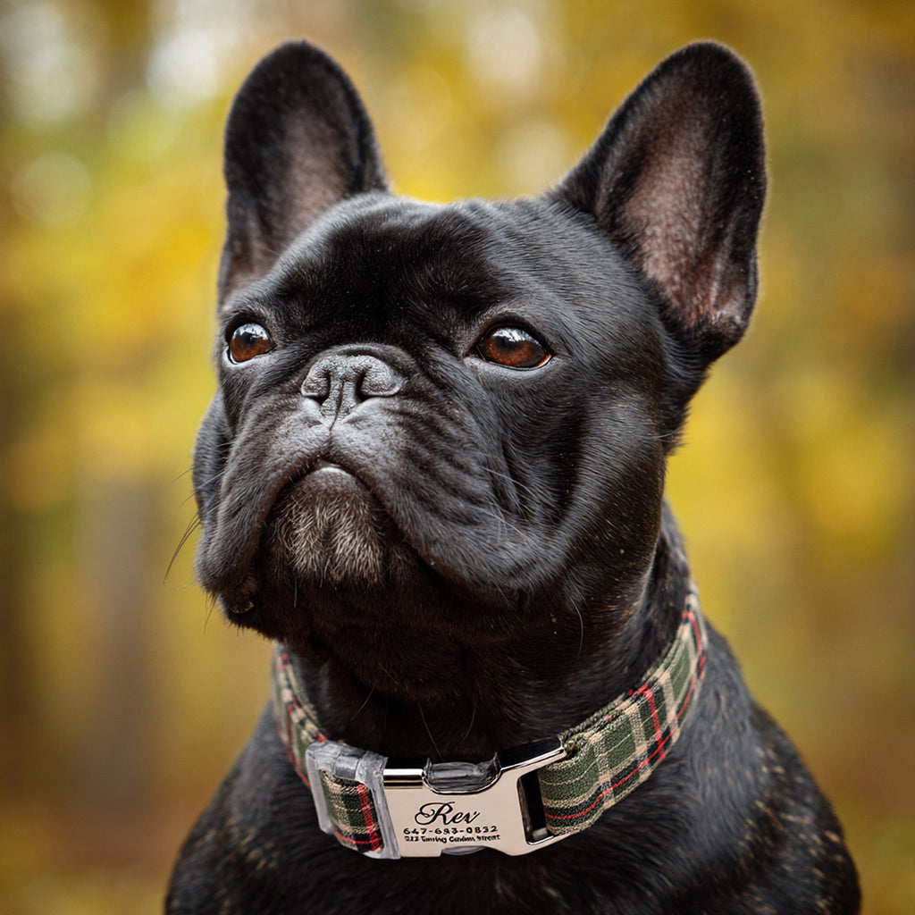 100% Cotton Personalized Dog Collar Silver Metal Engraved Black MacPherson Hunting Green dog wears a collar with silver buckle