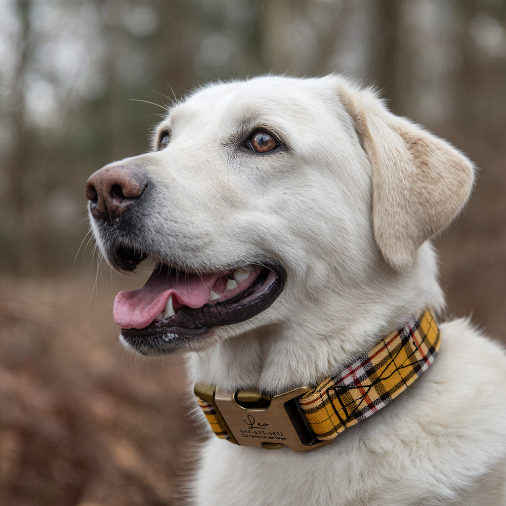 100% Cotton Personalized Dog Collar Black Metal Engraved Black MacPherson Hunting Yellow dog wears a collar with brass buckle