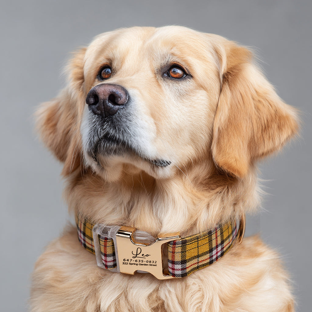 100% Cotton Personalized Dog Collar Black Metal Engraved Black MacPherson Hunting Yellow dog wears a collar with gold buckle