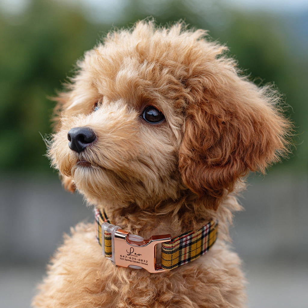 100% Cotton Personalized Dog Collar Black Metal Engraved Black MacPherson Hunting Yellow dog wears a collar with rose gold buckle