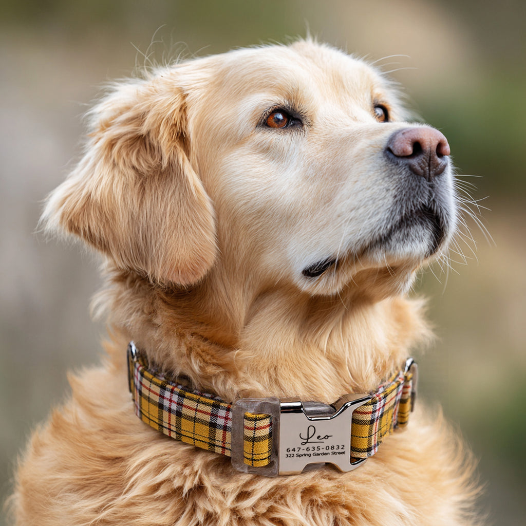 100% Cotton Personalized Dog Collar Silver Metal Engraved Black MacPherson Hunting Yellow dog wears a collar with silver buckle