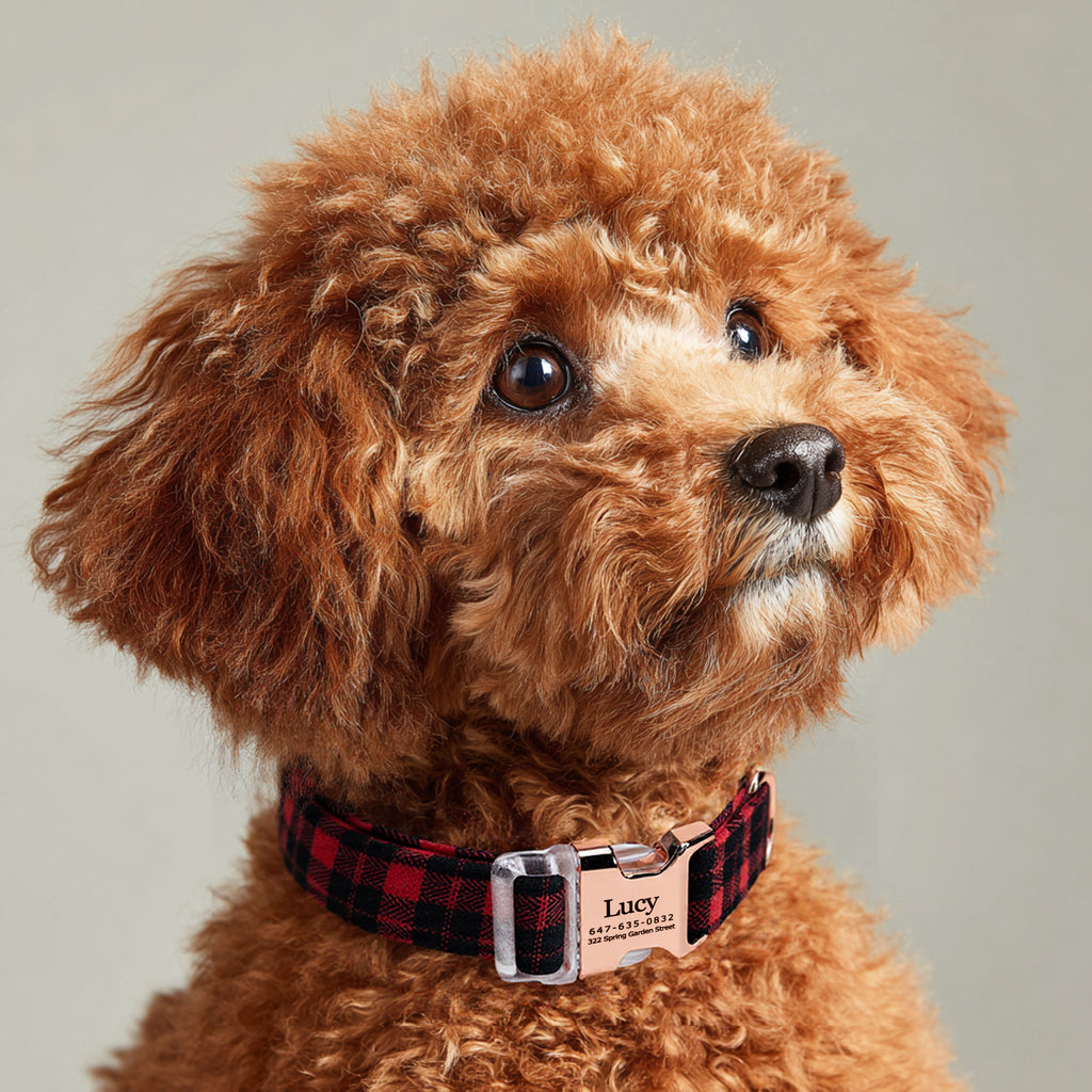 100% Cotton Personalized Dog Collar Black Metal Engraved Black Black Watch Red dog wears a collar with rose gold buckle