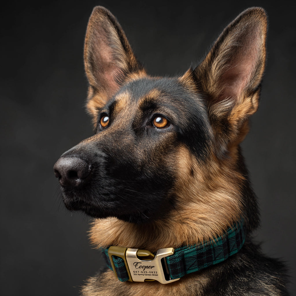 100% Cotton Personalized Dog Collar Black Metal Engraved Black Black Watch Army dog wears a collar with brass buckle