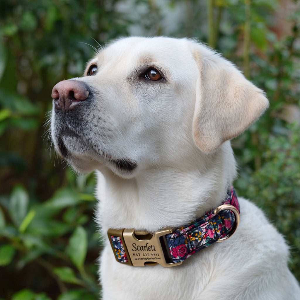 100% Cotton Personalized Dog Collar Black Metal Engraved Black Blossom Blue dog wears a collar with brass buckle