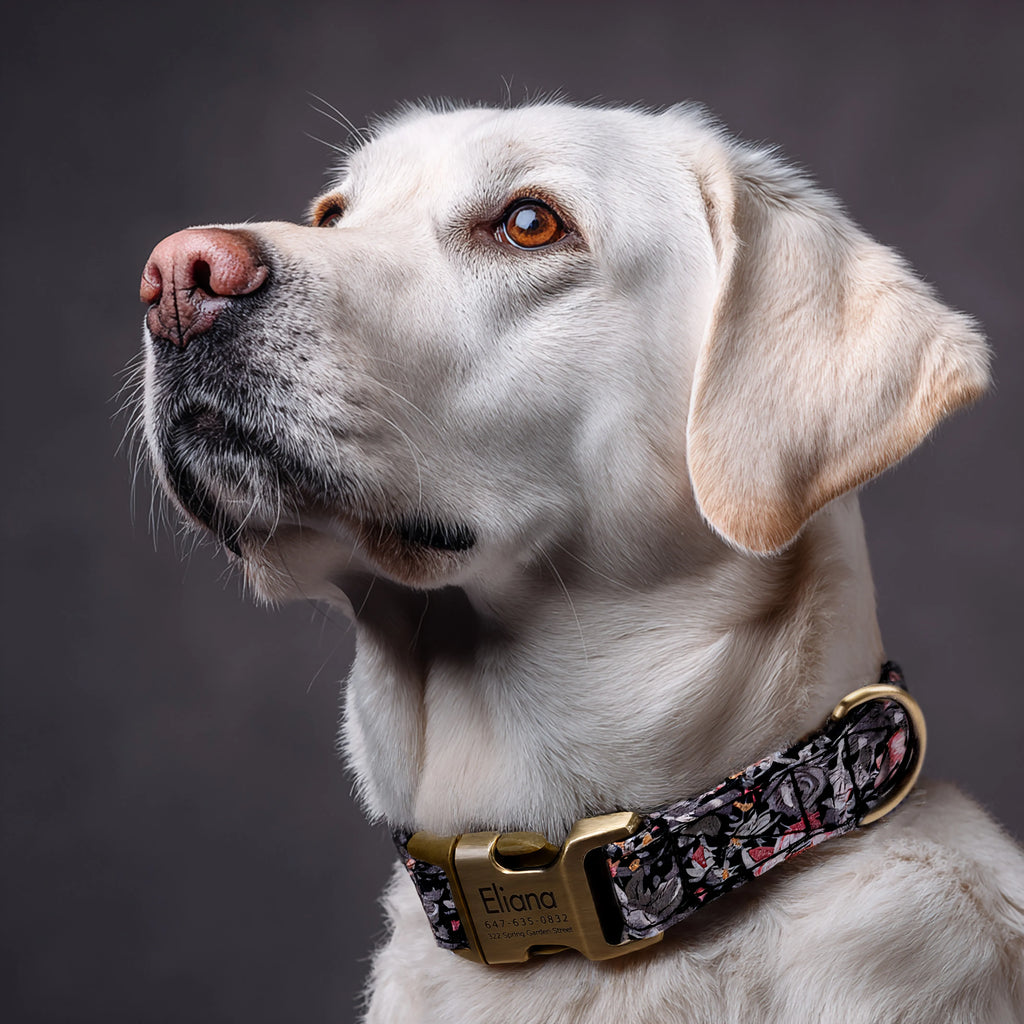 100% Cotton Personalized Dog Collar Black Metal Engraved Black Blossom Grey dog wears a collar with brass metal buckle