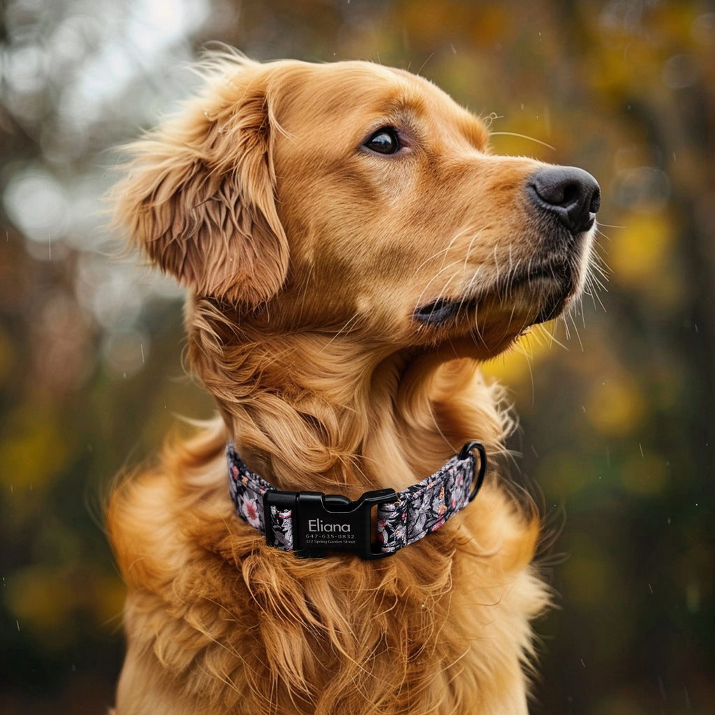 100% Cotton Personalized Dog Collar Black Metal Engraved Black Blossom Grey dog wears a collar with black metal buckle