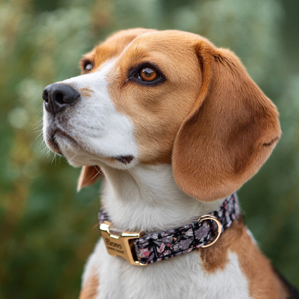 100% Cotton Personalized Dog Collar Black Metal Engraved Black Blossom Grey dog wears a collar with gold metal buckle