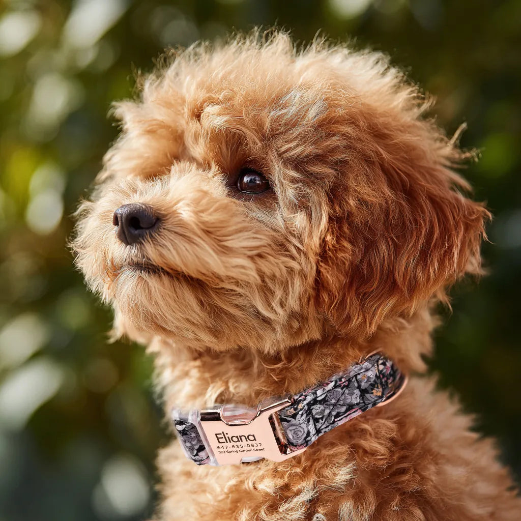 100% Cotton Personalized Dog Collar Black Metal Engraved Black Blossom Grey dog wears a collar with rose gold metal buckle