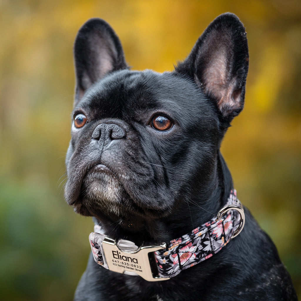 100% Cotton Personalized Dog Collar Black Metal Engraved Black Blossom Grey dog wears a collar with silver metal buckle