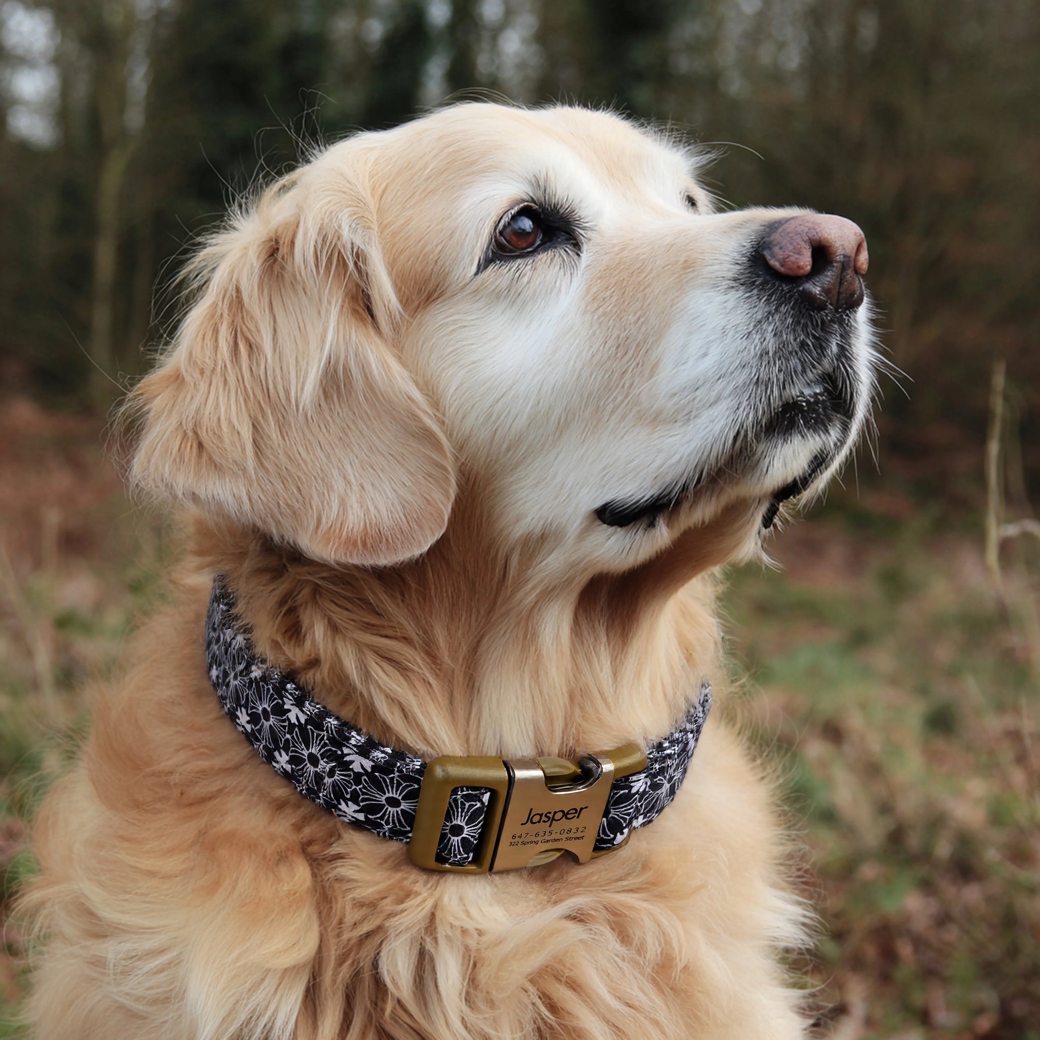 Chrome Hearts Dog Collar in Black - Angieandallie