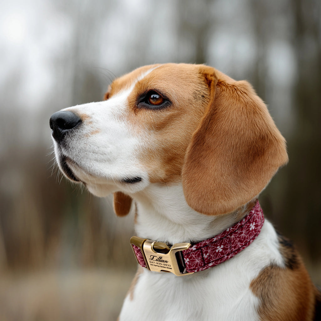Chrome Hearts Dog Collar In Red Angieandallie dog wears a collar with brass buckle