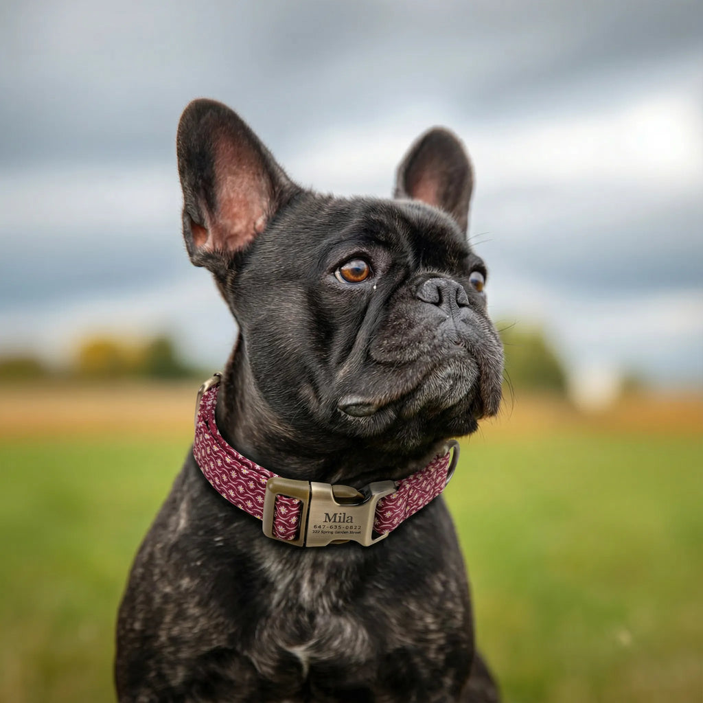 100% Cotton Personalized Dog Collar Black Metal Engraved Black Heritage Red dog wears a collar with brass buckle