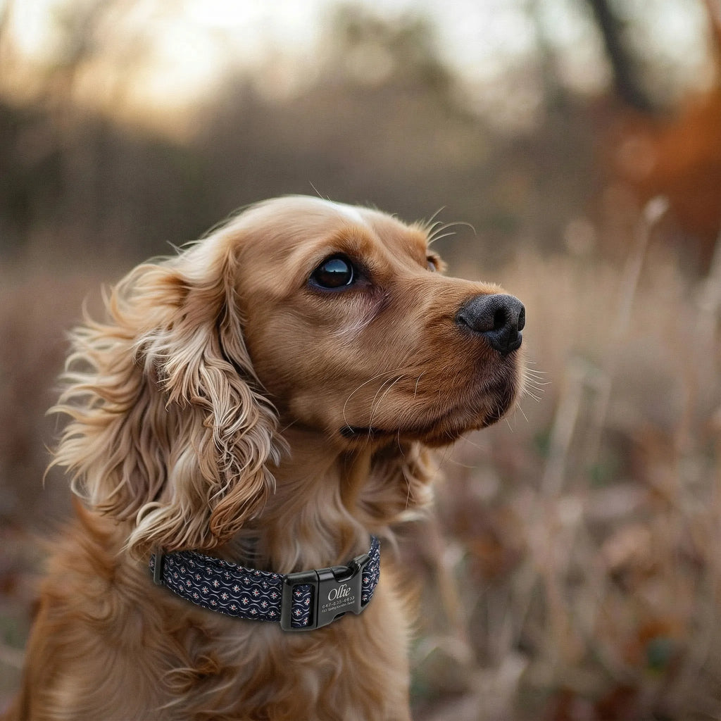 100% Cotton Personalized Dog Collar Black Metal Engraved Black Heritage Red dog wears a collar with black buckle