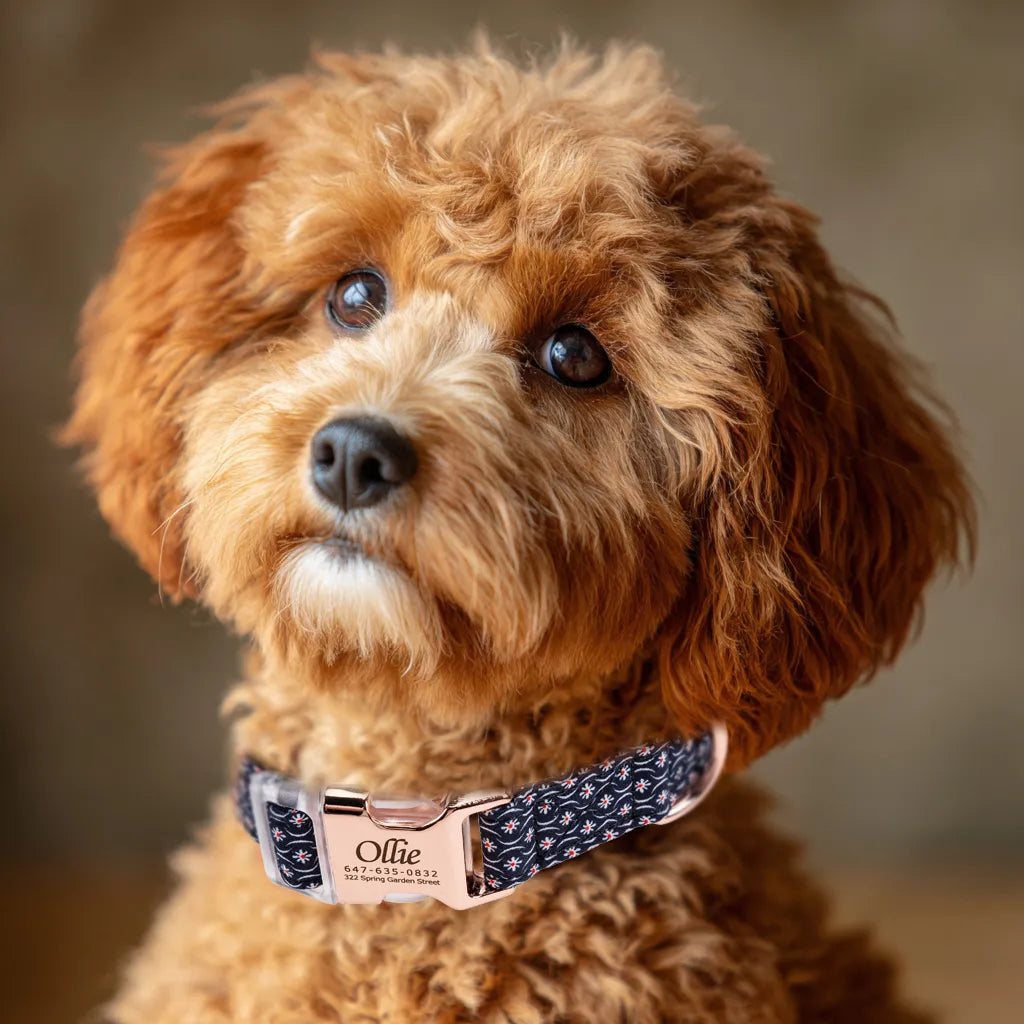100% Cotton Personalized Dog Collar Black Metal Engraved Black Heritage Red dog wears a collar with rose gold buckle
