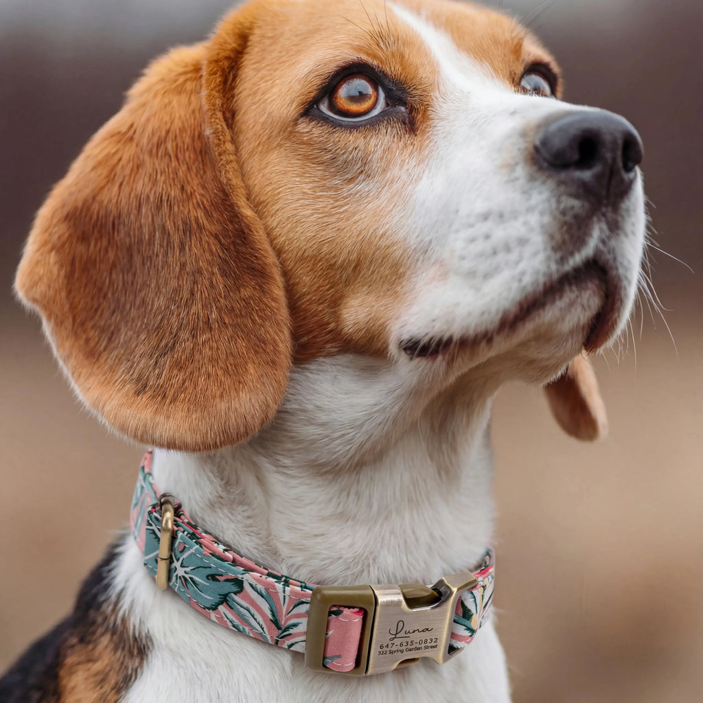 100% Cotton Personalized Dog Collar Black Metal Engraved Black Romantic Rose dog wears a collar with brass buckle