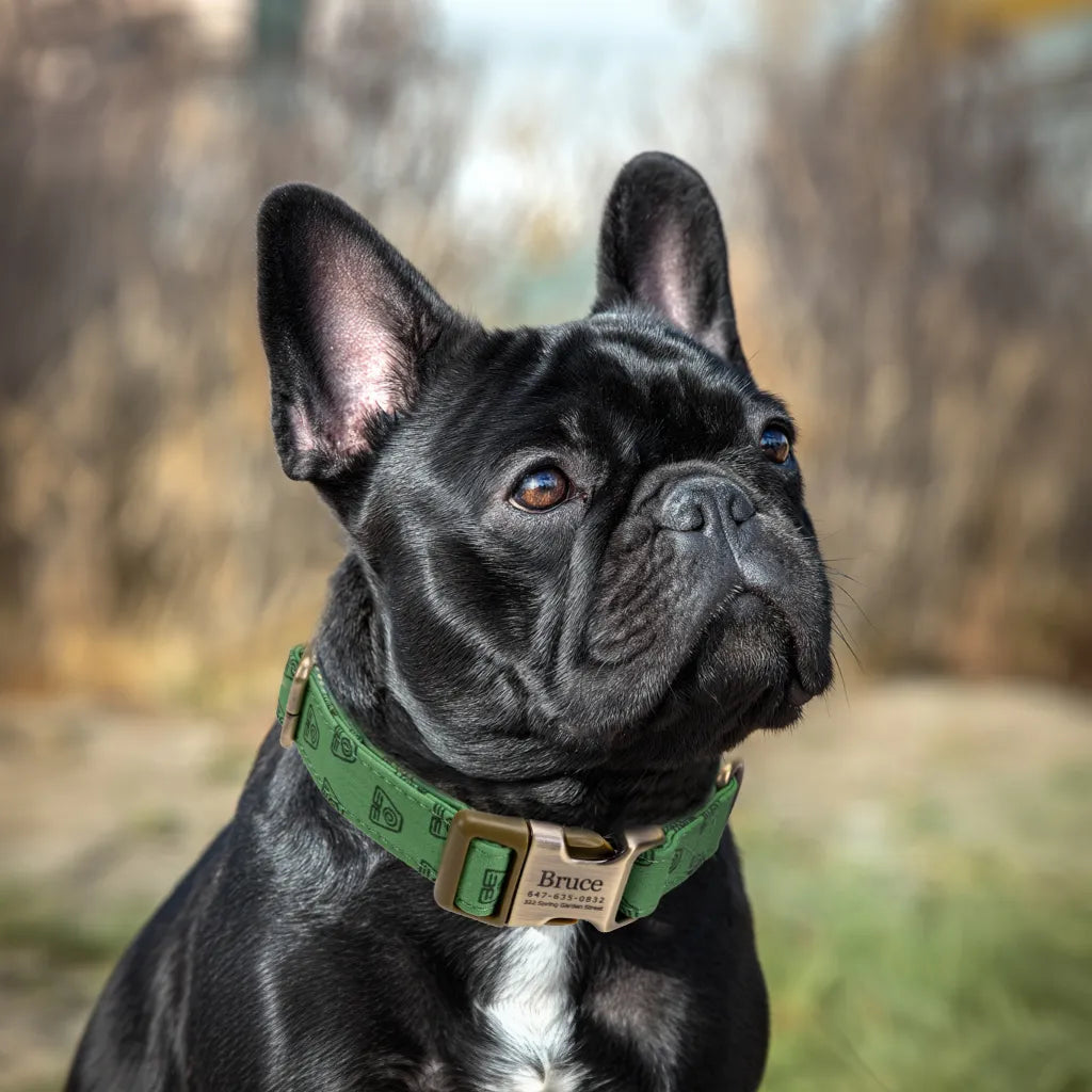 100% Cotton Personalized Dog Collar Engraved Rose Gold Avatar Earth Kingdom dog wears the collar with brass metal buckle