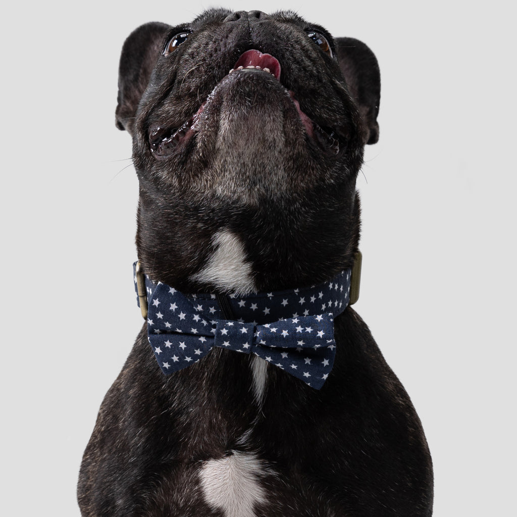 Dog wears 100% Cotton Pet Bow Tie Stars front