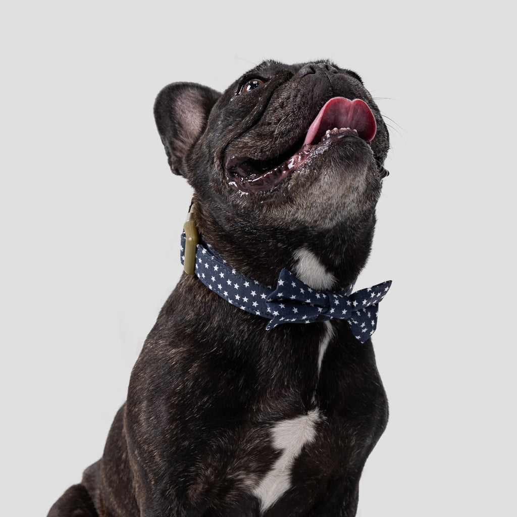 Dog wears 100% Cotton Pet Bow Tie Stars side