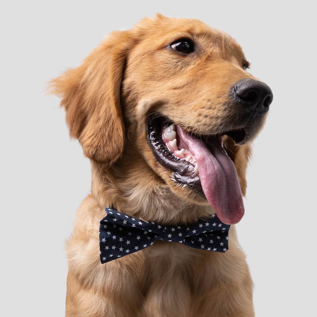 Dog wears 100% Cotton Pet Bow Tie Stars front-1
