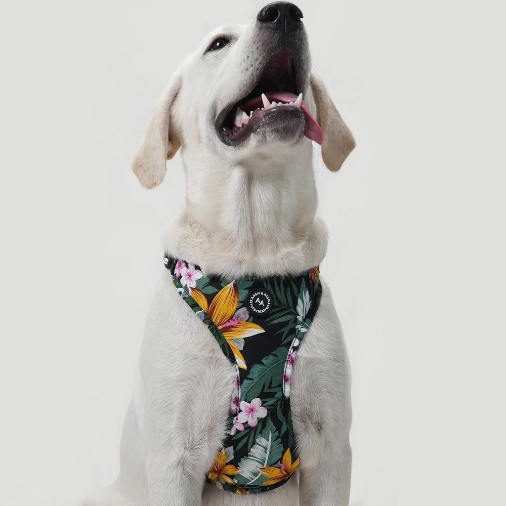 Dog wears 100% Cotton Adjustable No Pull Dog Harness Brass  Tropical Night front