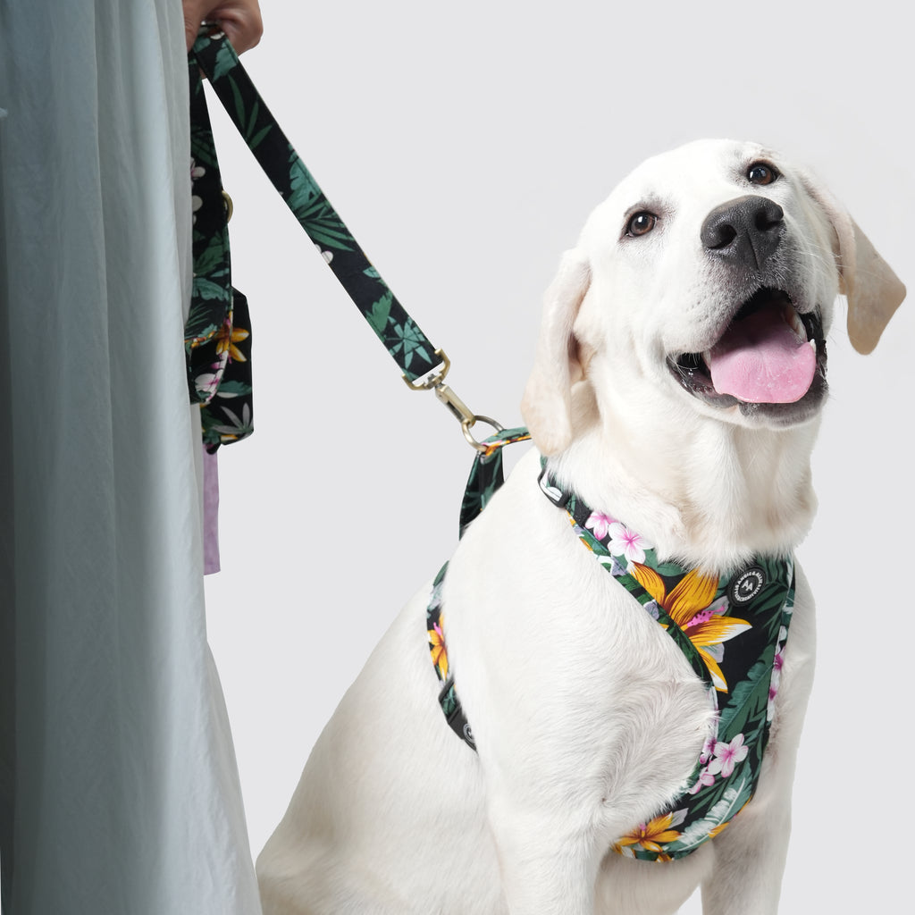 Dog wears 100% Cotton Adjustable No Pull Dog Harness Brass  Tropical Night side-1