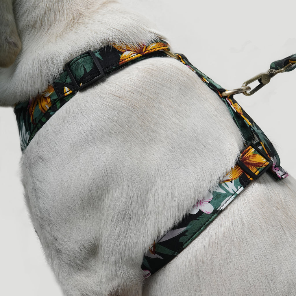 Dog wears 100% Cotton Adjustable No Pull Dog Harness Brass  Tropical Night side