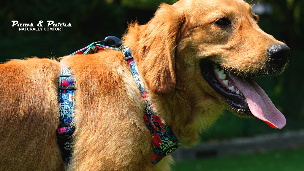 Dog wearing a colorful harness with 'Paws & Purr' branding in the background