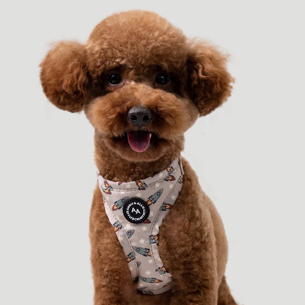 Brown poodle wearing a Retro Rocket patterned harness on a light gray background