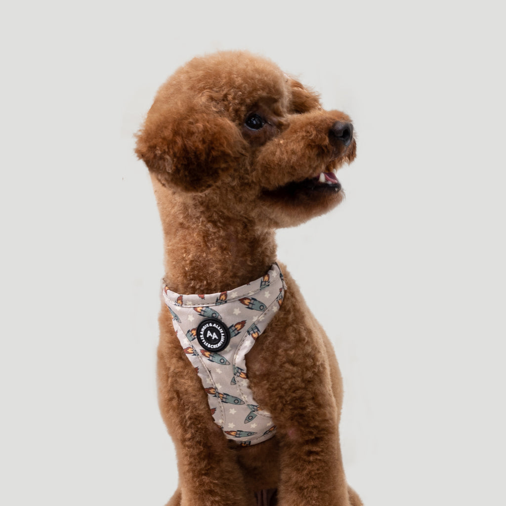 Brown poodle wearing a Retro Rocket patterned harness front