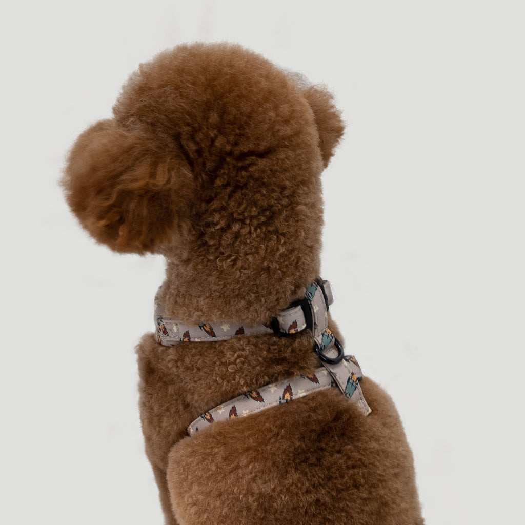 Brown poodle wearing a Retro Rocket patterned harness back