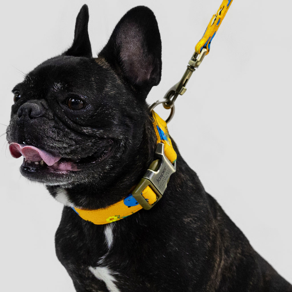 100% Cotton Personalized Dog Collar Engraved Rose Gold Oswald dog wears the collar with a leash main