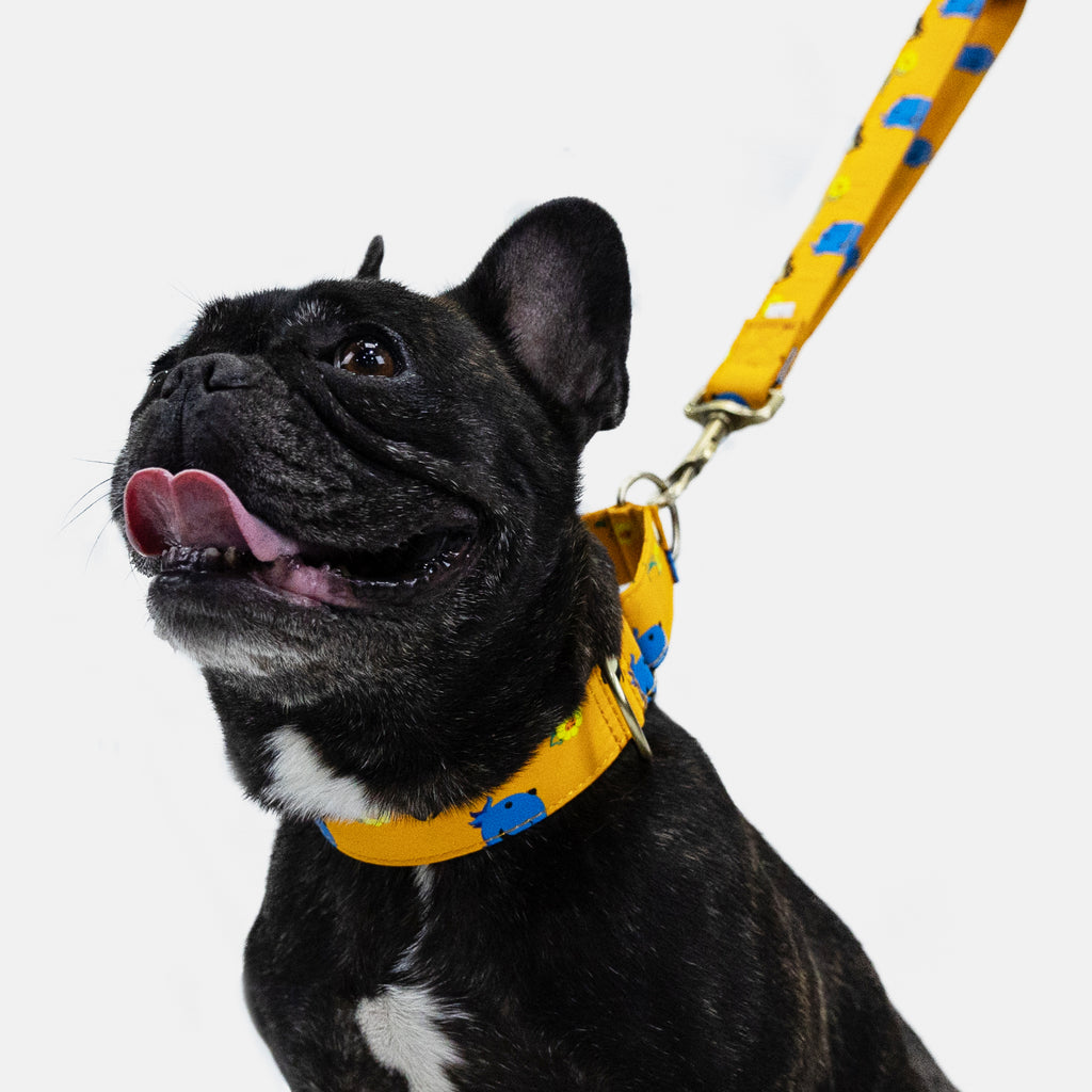 100% Cotton Martingale Dog Collar Brass Oswald dog wears the collar front