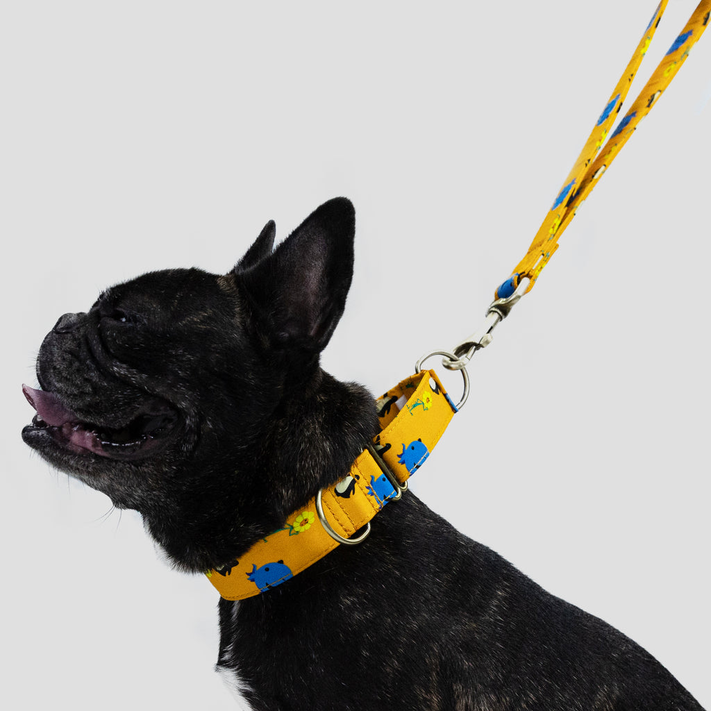 100% Cotton Martingale Dog Collar Brass Oswald dog wears the collar side