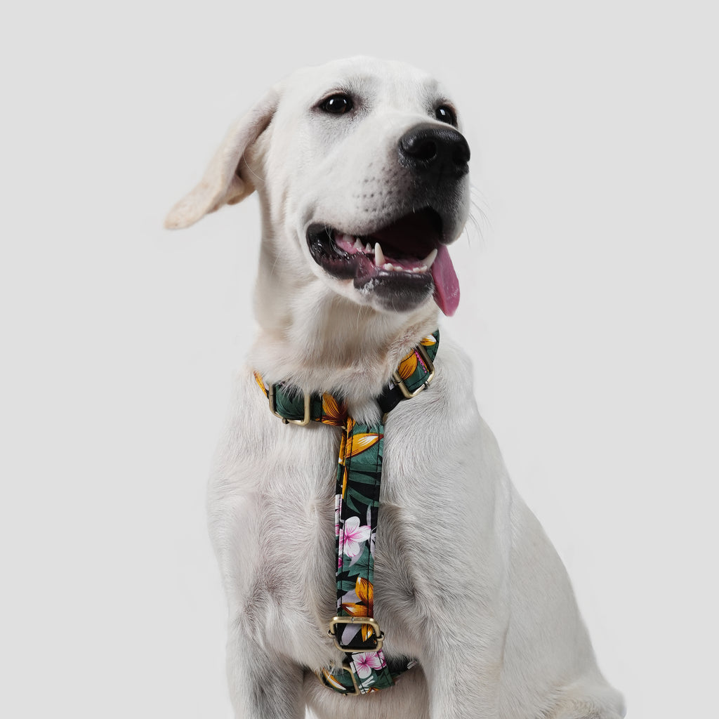 Dog wears 100% Cotton Adjustable No Pull Dog Harness Tropical Night front