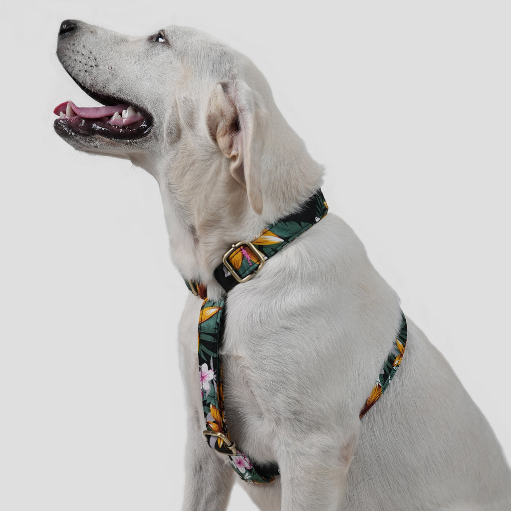 Dog wears 100% Cotton Adjustable No Pull Dog Harness Tropical Night side
