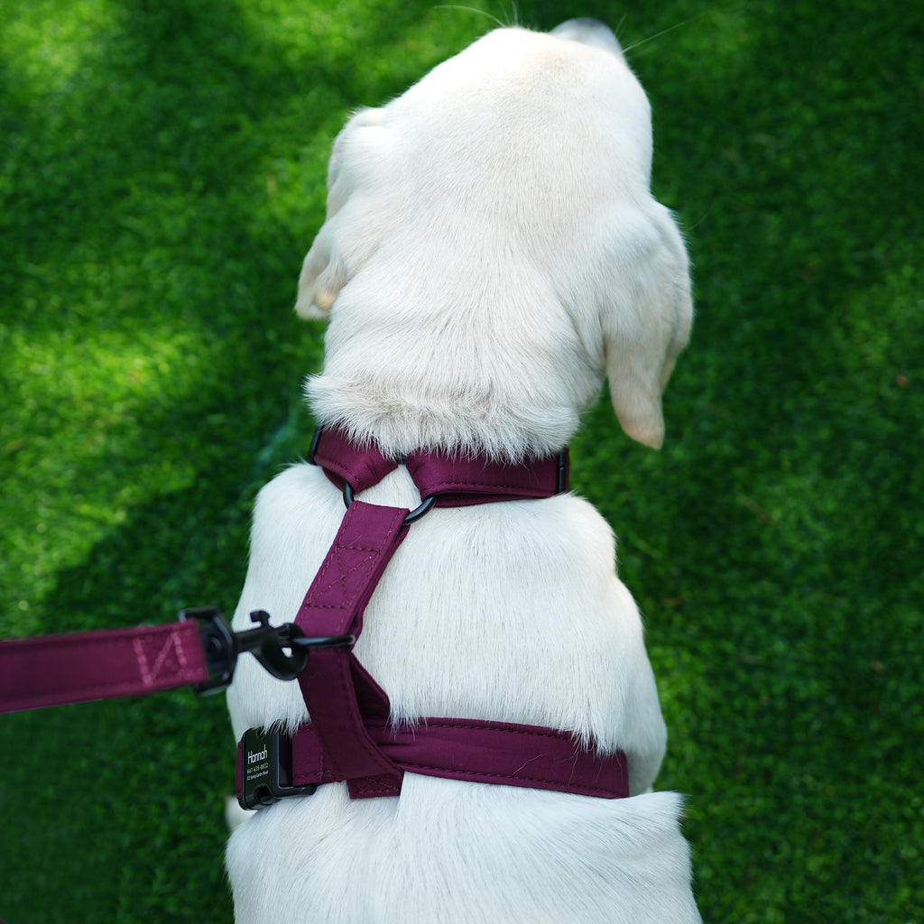 Dog wears 100% Cotton Adjustable No Pull Dog Harness  Wine back