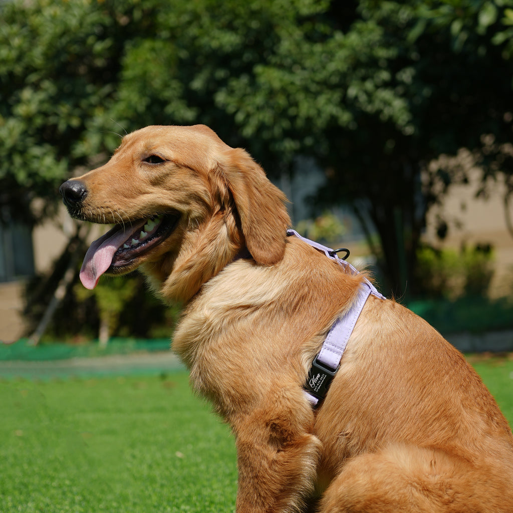 Dog wears 100% Cotton Adjustable No Pull Dog Harness Lavender side