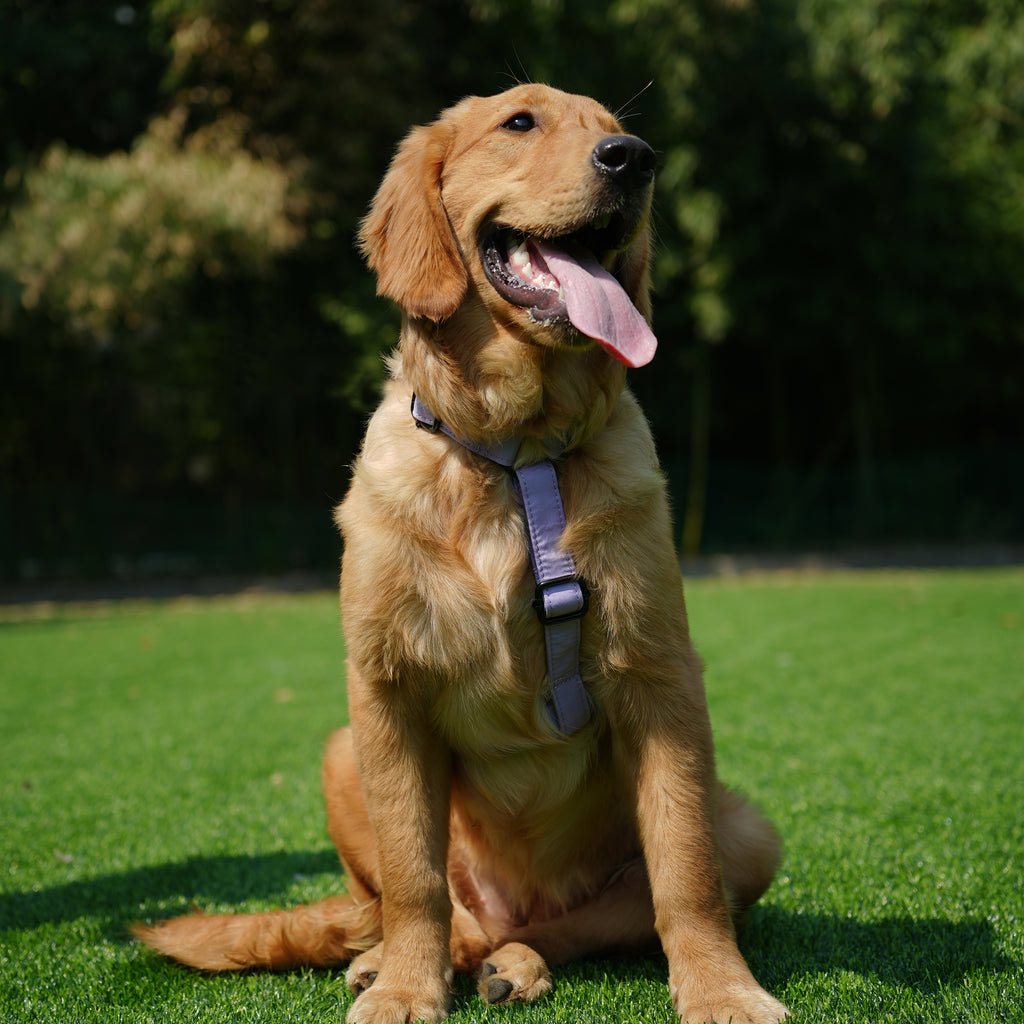 Dog wears 100% Cotton Adjustable No Pull Dog Harness Lavender front