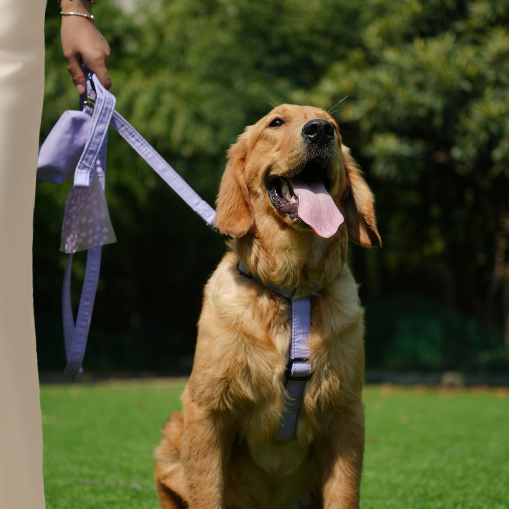 Dog wears 100% Cotton Adjustable No Pull Dog Harness Lavender front-1