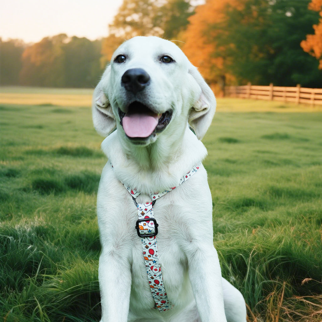 Dog wearing a 100% Cotton Adjustable No Pull Dog Harness with Love Canada design and sitting in a grassy field