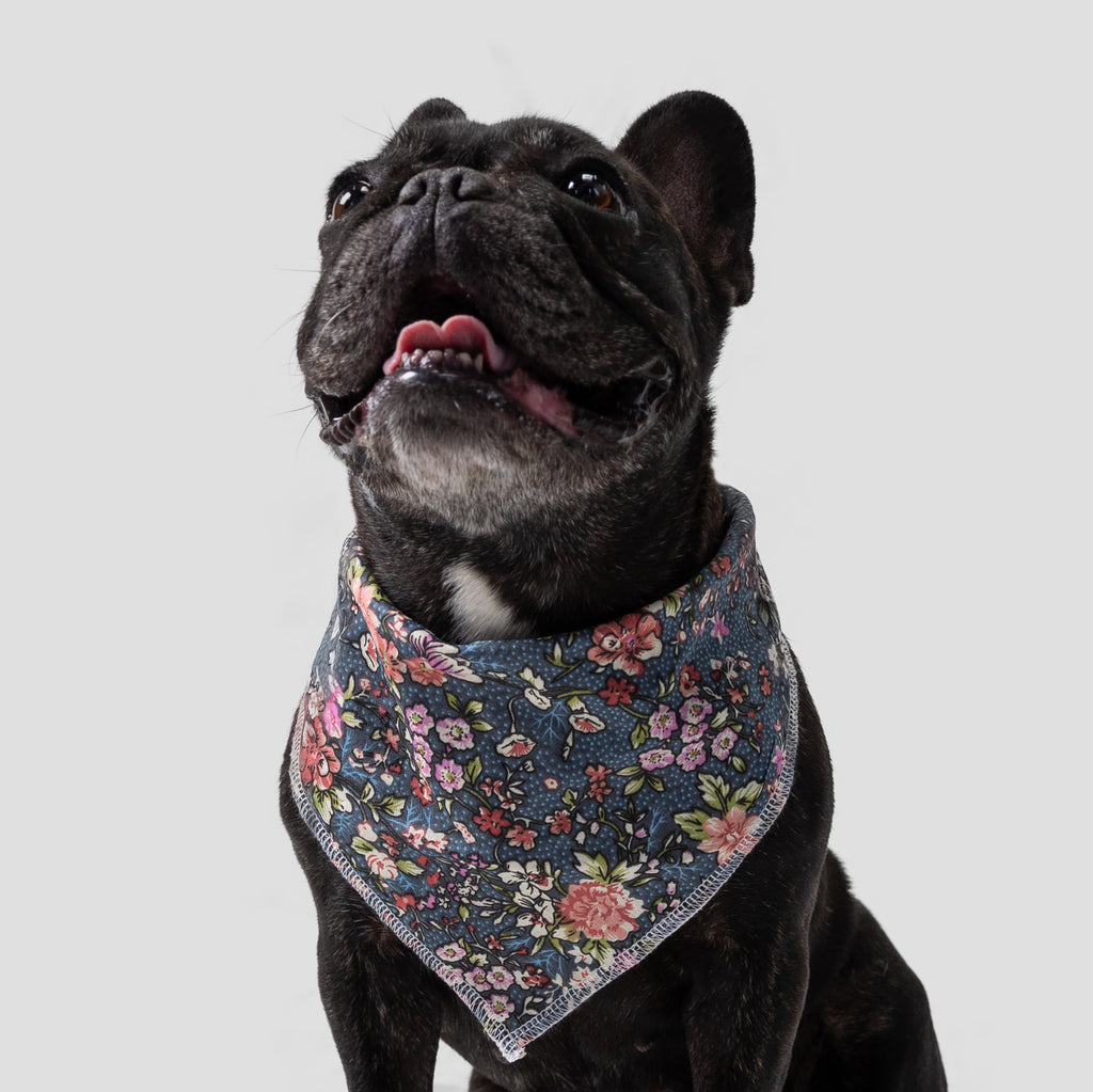Dog wears Dog Bandana Bouquet front