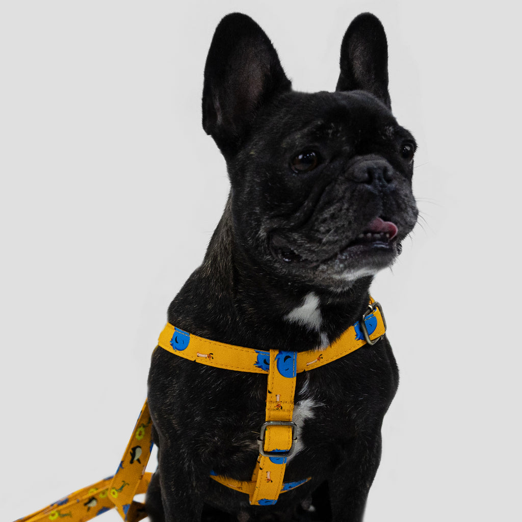 100% Cotton Adjustable Step-In Dog Harness Brass Oswald dog wears the harness front